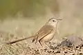 西北亞種（P. i. terricolor），攝於印度古爾岡