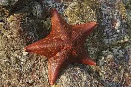 Asterina miniata