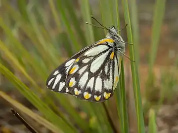 爪哇貝粉蝶Belenois java