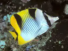 紋帶蝴蝶魚Chaetodon falcula