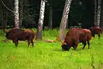 Three grazing European bison