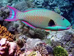 青鯨鸚嘴魚（雄魚） (Cetoscarus bicolor)