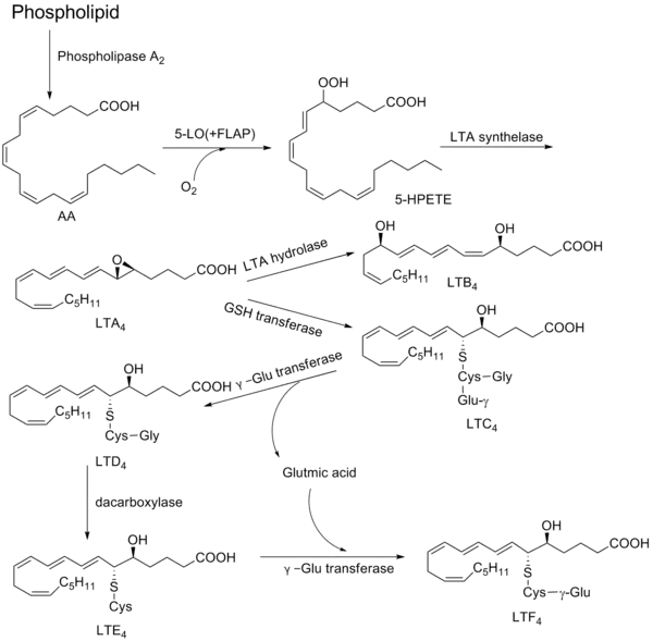 白三烯的生物合成途径。Phospholipid：磷酯；AA：花生四烯酸；5-LO：5-脂氧酶；FLAP：5-脂氧酶激活蛋白；5-HPETE:5-羟过氧化二十四烯酸；LTA synthelase：LTA合成酶；LTA hydrolase：LTA水解酶； GSH transferase：谷肽甘肽转移酶；γ-Glu transferase:γ-谷氨酰转移酶；decarboxylase：脱羧酶；Glutmic acid：谷氨酸