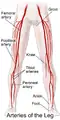 Illustration depicting main leg arteries (anterior view).