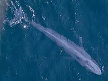 Aerial photograph of an adult blue whale showing its length