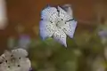 Nemophila menziesii var. integrifolia，特寫