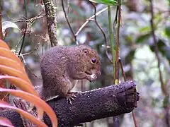 國家公園內的松鼠，可能是纖小馬尾松鼠（英语：）