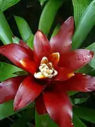 Guzmania lingulata