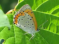 胡蘭灰蝶Lycaena hyllus