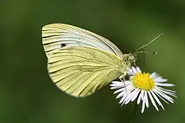 暗脈菜粉蝶Pieris napi