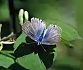 Pea Blue in  Kullu- Manali District of Himachal Pradesh, India.