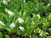 水芋（Calla palustris）