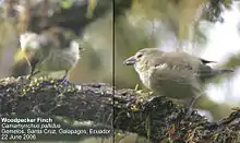 拟鴷树雀 (Camarhynchus pallidus)