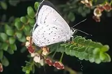 阿坎灰蝶Candalides absimilis