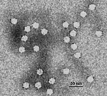 Parvoviruses are the smallest known DNA-containing viruses.