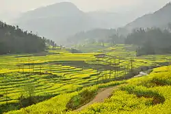 油菜花田