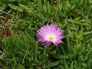 Carpobrotus glaucescens