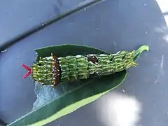 終齡幼蟲