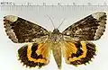 Catocala innubensbetrothed underwing