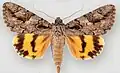 Catocala johnsonianaJohnson's underwing