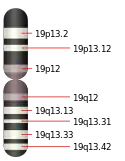 19號染色體