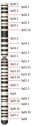 3號染色體