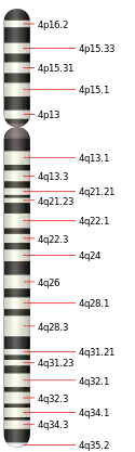 4號染色體