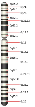 6號染色體