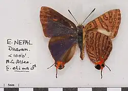 雄性南亞銀線灰蝶Cigaritis elima uniformis♂