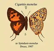 Spindasis menelas♀