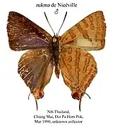 Spindasis rukma♂