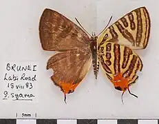 雌性豆粒銀線灰蝶Spindasis syama frigidus♀