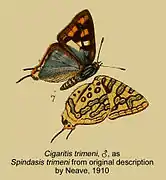 Spindasis trimeni♂