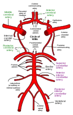 脑底部动脉循环图。
