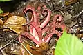 Clathrus archeri