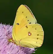 菲羅豆粉蝶Colias philodice