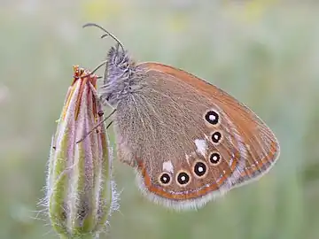 油慶珍眼蝶Coenonympha glycerion