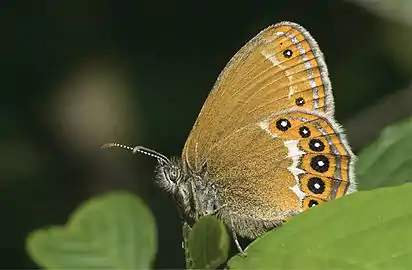 英雄珍眼蝶Coenonympha hero