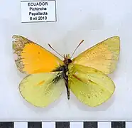 地膜豆粉蝶Colias dimera