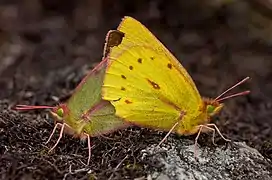 地膜豆粉蝶Colias dimera