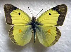 斑緣豆粉蝶Colias erate