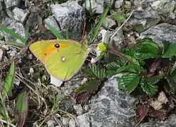 橙黃豆粉蝶Colias fieldii