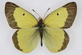 草地豆粉蝶Colias scudderii