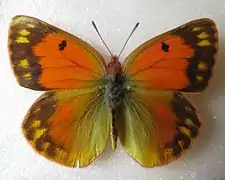 斯氏豆粉蝶Colias staudingeri