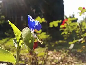 鸭跖草的花（三型雄蕊明显）