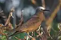 Brown noddy