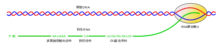 Conserved Polyadenylation Sequence zh