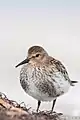 黑腹滨鹬 (Calidris alpina)