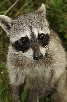 Cozumel raccoon