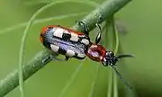 Common asparagus beetle Crioceris asparagi